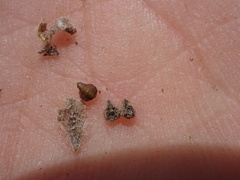 Plagiobothrys canescens