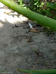 Microlophus occipitalis
