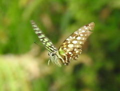 Graphium agamemnon