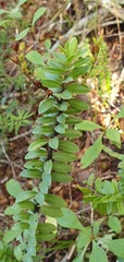 Veronica canterburiensis