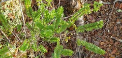 Veronica canterburiensis