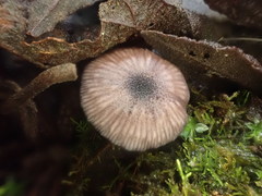 Entoloma purpureofuscum