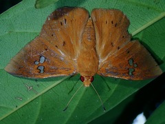 Capila phanaeus