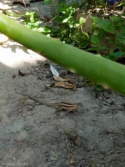 Microlophus occipitalis