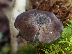 Entoloma purpureofuscum