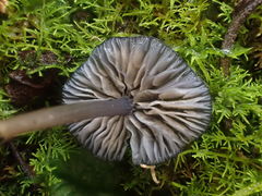 Entoloma purpureofuscum