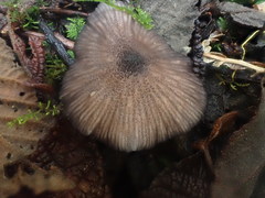 Entoloma purpureofuscum