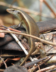 Eutropis multifasciata
