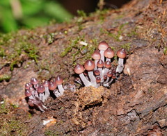 Mycena clarkeana