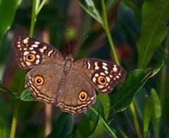 Junonia lemonias