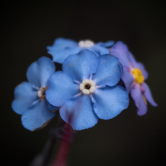 Myosotis semiamplexicaulis