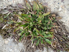 Plantago lanceolata