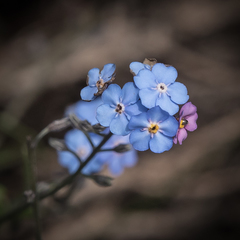 Myosotis semiamplexicaulis