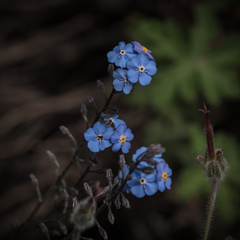 Myosotis semiamplexicaulis