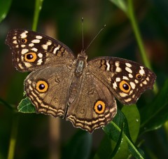 Junonia lemonias