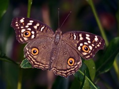 Junonia lemonias