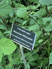Fothergilla major
