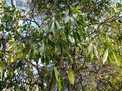 Eucalyptus