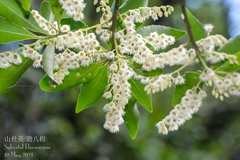 Elaeocarpus sylvestris