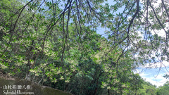 Elaeocarpus sylvestris