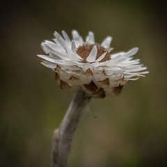 Helichrysum albo-brunneum