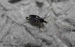 Dilophus febrilis