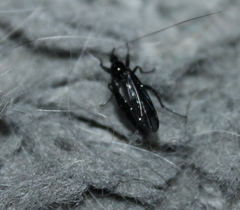 Dilophus febrilis