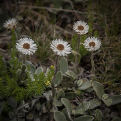 Helichrysum albo-brunneum