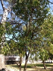Eucalyptus