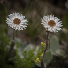 Helichrysum albo-brunneum