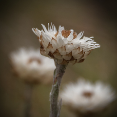 Helichrysum albo-brunneum
