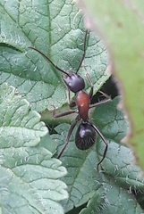 Camponotus ligniperda