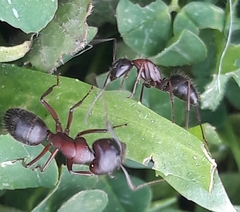 Camponotus ligniperda