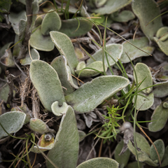 Helichrysum albo-brunneum