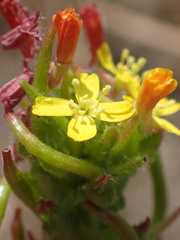 Camissoniopsis hirtella