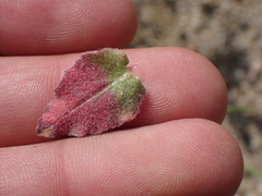 Camissoniopsis hirtella