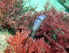 Clavelina meridionalis