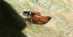Staphylinidae