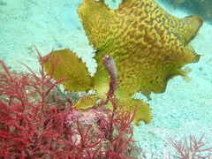 Clavelina meridionalis