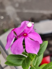 Catharanthus roseus