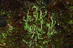Cladonia rigida