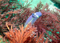 Clavelina meridionalis