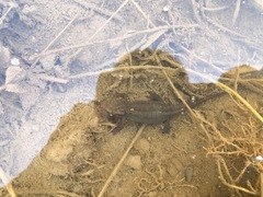 Cynops pyrrhogaster