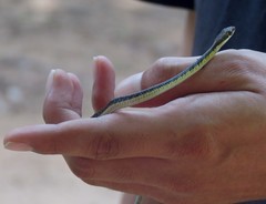 Dendrelaphis tristis