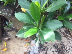 Rhizophora samoensis