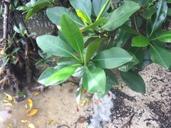 Rhizophora samoensis