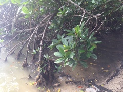 Rhizophora samoensis