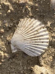 Chlamys