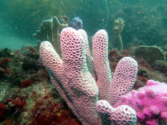 Holopsamma laminaefavosa
