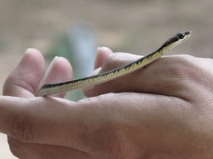 Dendrelaphis tristis